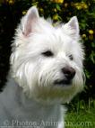 le chien